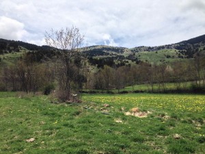 IMG_4233
