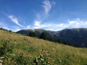 IMG_2533